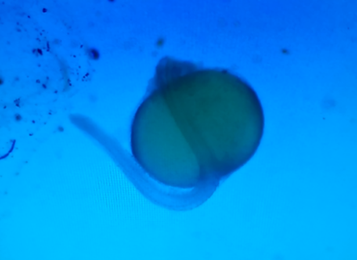 image005.png