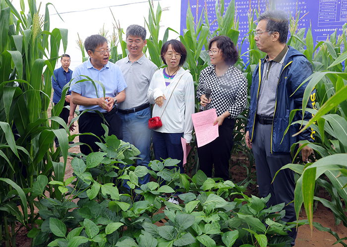 调研合阳县除草剂试验情况.jpg