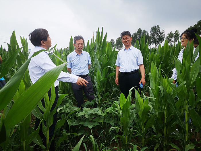黄龙县查看除草剂试验情况.jpg