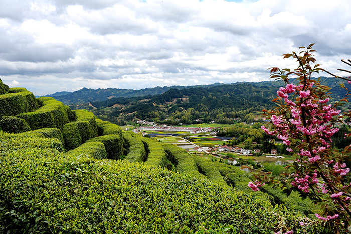 7.云山生态茶园.jpg