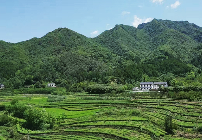 11.华阳茶园11.jpg