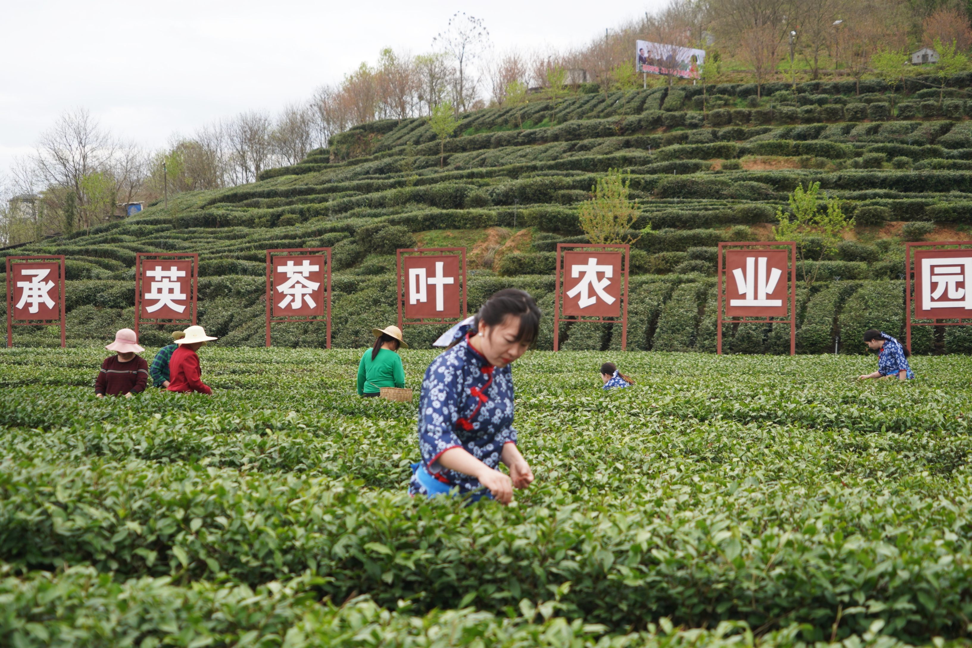 19.承英茶叶现代农业园区.jpg