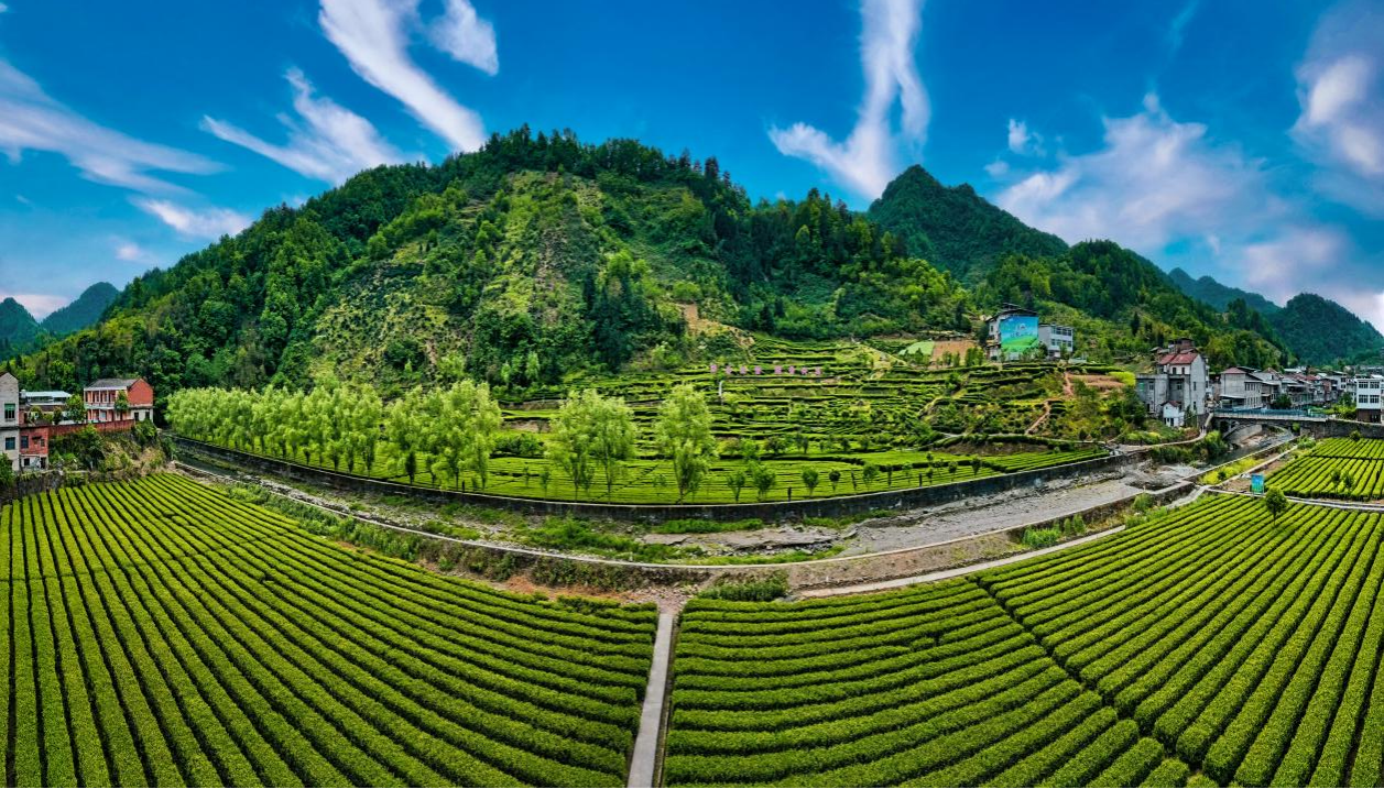 20.东旭绿色生态茶园.png