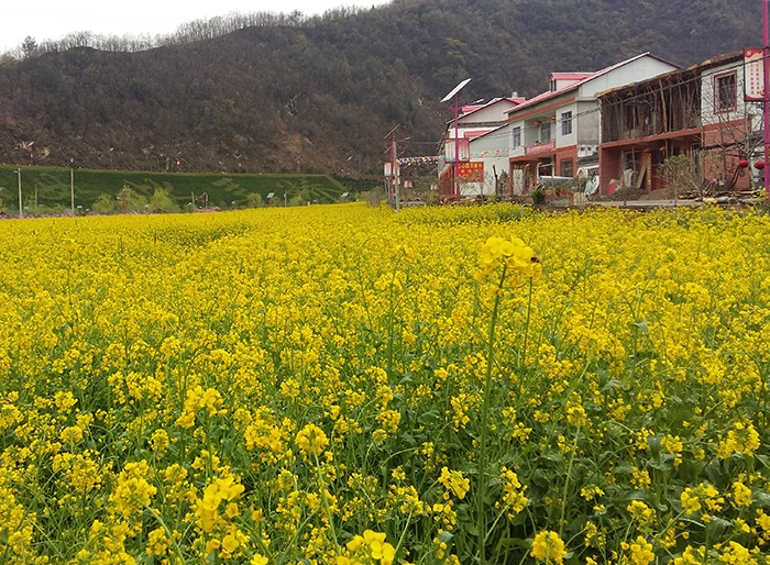 34.后湾村休闲观光区.jpg