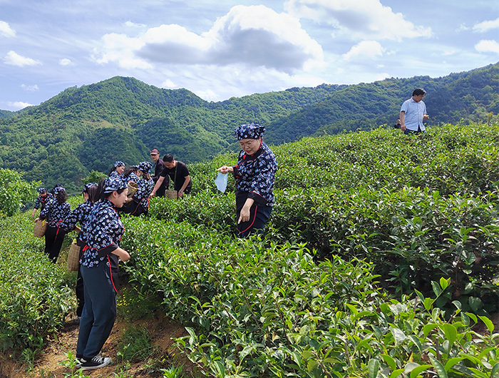 39.云蒙山茶园采摘体验.jpg