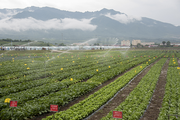 高山蔬菜1.jpg