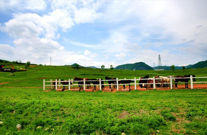 3.铜川照金牧场.png