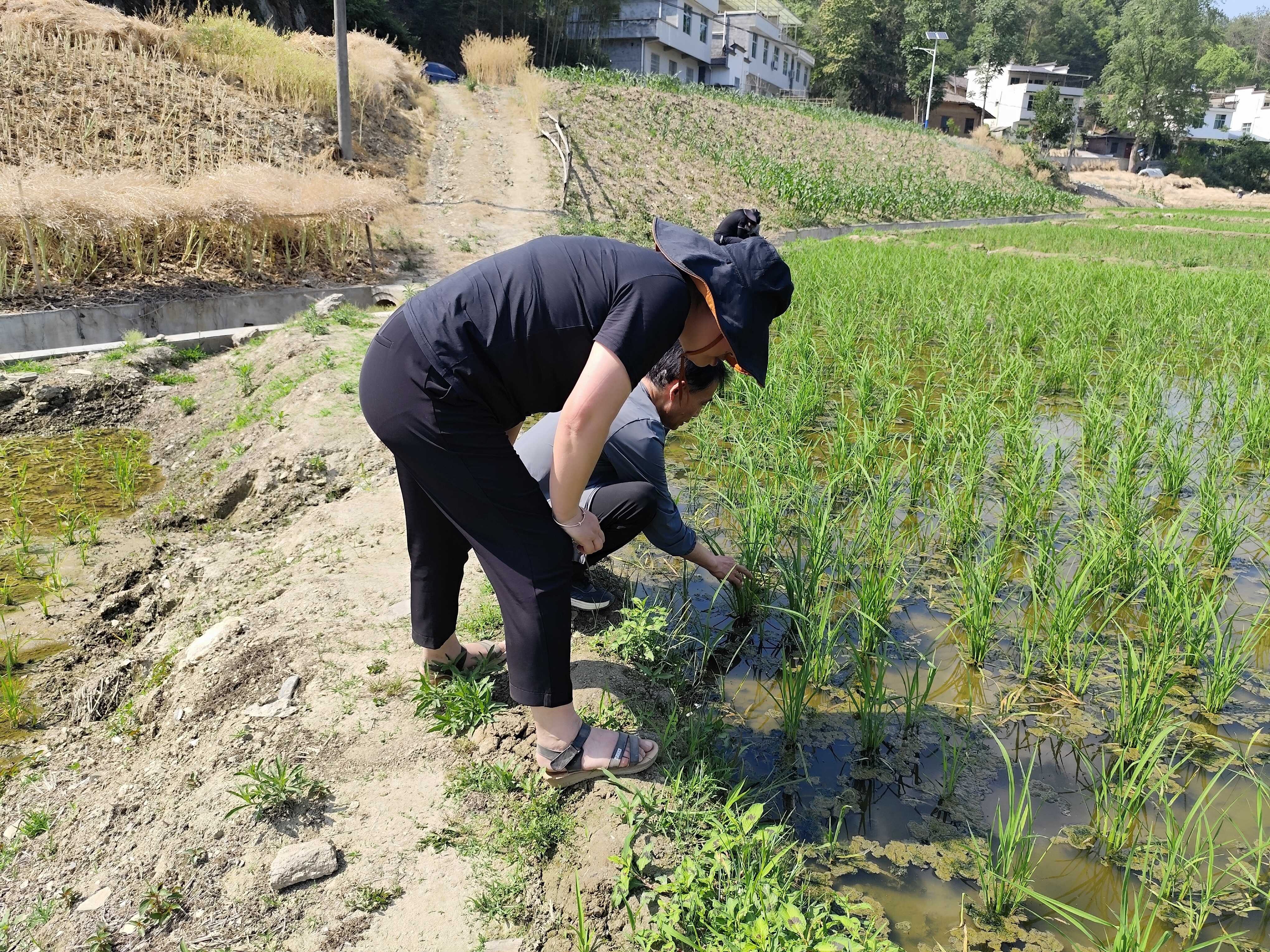 植保专家深入平利县指导水稻绿色防控2.jpg